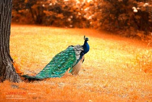 荷兰女足实力暴涨，或成夺冠热门